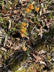 Dillwynia sericea