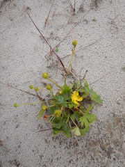 Ranunculus propinquus subborealis