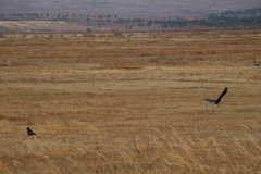 Corvus corone orientalis
