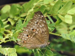 Junonia atlites atlites