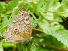 Junonia atlites atlites