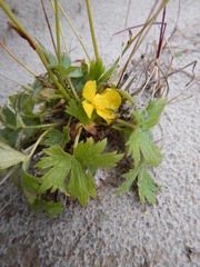 Ranunculus propinquus subborealis