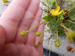 Ranunculus propinquus subborealis