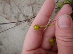 Ranunculus propinquus subborealis