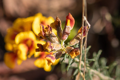 Dillwynia sericea