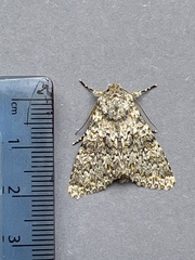 Polymixis flavicincta