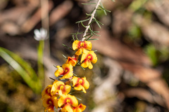 Dillwynia sericea
