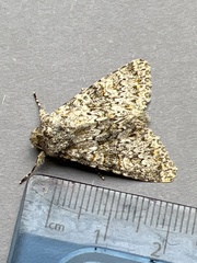 Polymixis flavicincta