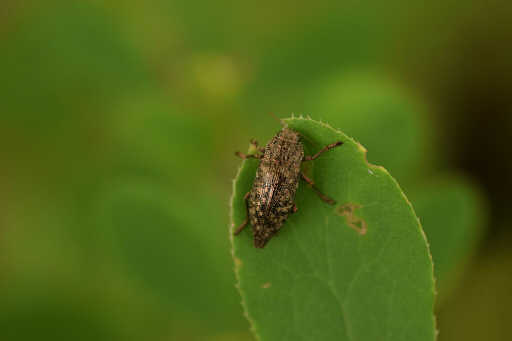 Dicerca alni