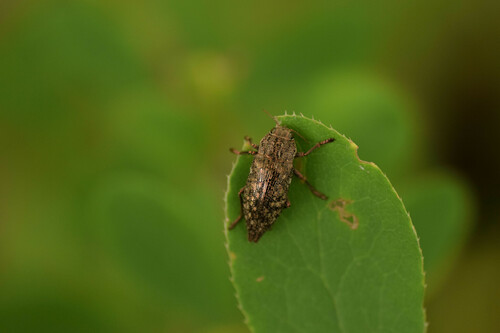 Dicerca alni