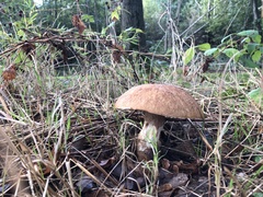 Boletus reticulatus