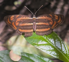 Lasippa neriphus