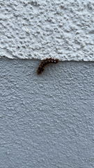 Acronicta rumicis