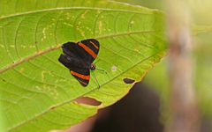 Celaenorrhinus suthina