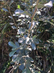 Elaeagnus oldhamii