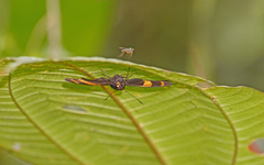 Celaenorrhinus suthina