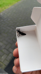 Ocypus olens