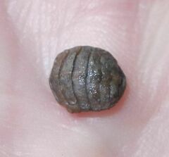 Lepidochitona cinerea