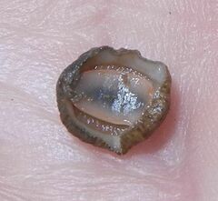 Lepidochitona cinerea