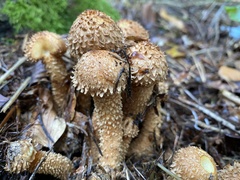 Pholiota