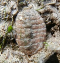 Lepidochitona cinerea