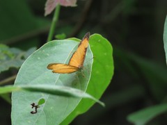 Tegosa anieta luka