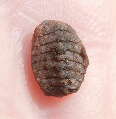 Lepidochitona cinerea