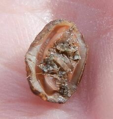 Lepidochitona cinerea