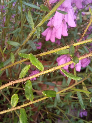 Tetratheca setigera · iNaturalist