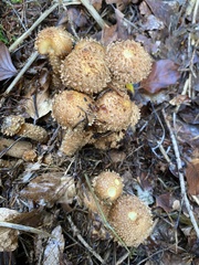 Pholiota
