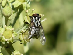 Graphomya maculata