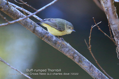 Acanthiza reguloides