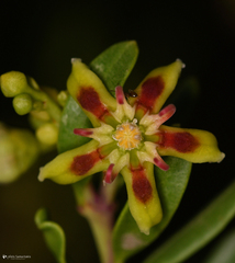 Periploca laevigata angustifolia