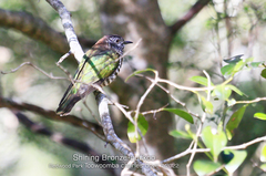 Chrysococcyx lucidus