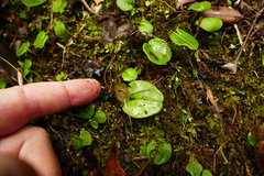Corybas hatchii