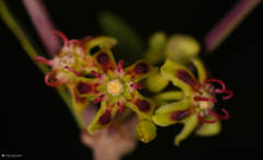 Periploca laevigata angustifolia