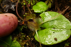 Corybas hatchii