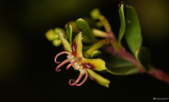 Periploca laevigata angustifolia