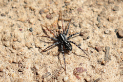 Nyssus coloripes