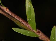 Periploca laevigata angustifolia