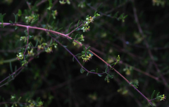 Periploca laevigata angustifolia