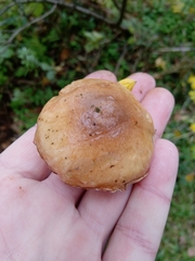 Suillus luteus