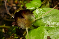 Corybas hatchii