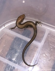 Lampropholis delicata