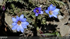 Gentiana arisanensis