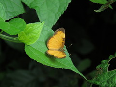 Tegosa anieta luka