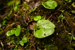 Corybas hatchii