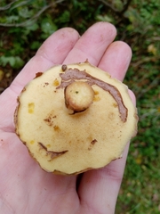 Suillus luteus