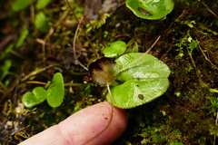 Corybas hatchii