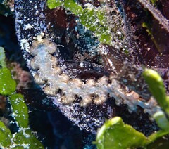 Pteraeolidia semperi